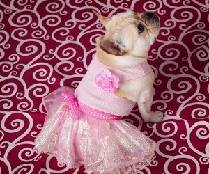 Dog in Dress
