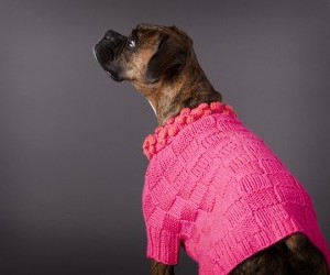Dog in Sweater